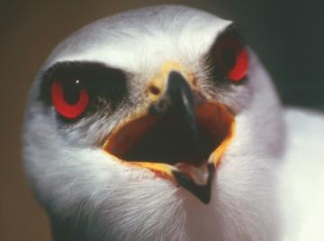 Blackshouldered Kite