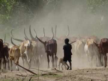 Child cattle herder